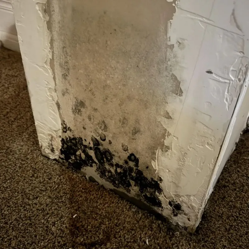 Professional Mold Removal in Ravenswood, WV
